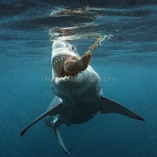 WHALE SHARK encounter and MANTA RAYS