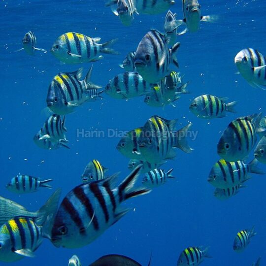 HIDEAWAY VANUATU MARINE SANCTUARY TO DIVE AND SNORKEL